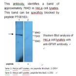 GFM1 Antibody from Signalway Antibody (39229) - Antibodies.com