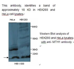 MTH1 Antibody from Signalway Antibody (39239) - Antibodies.com