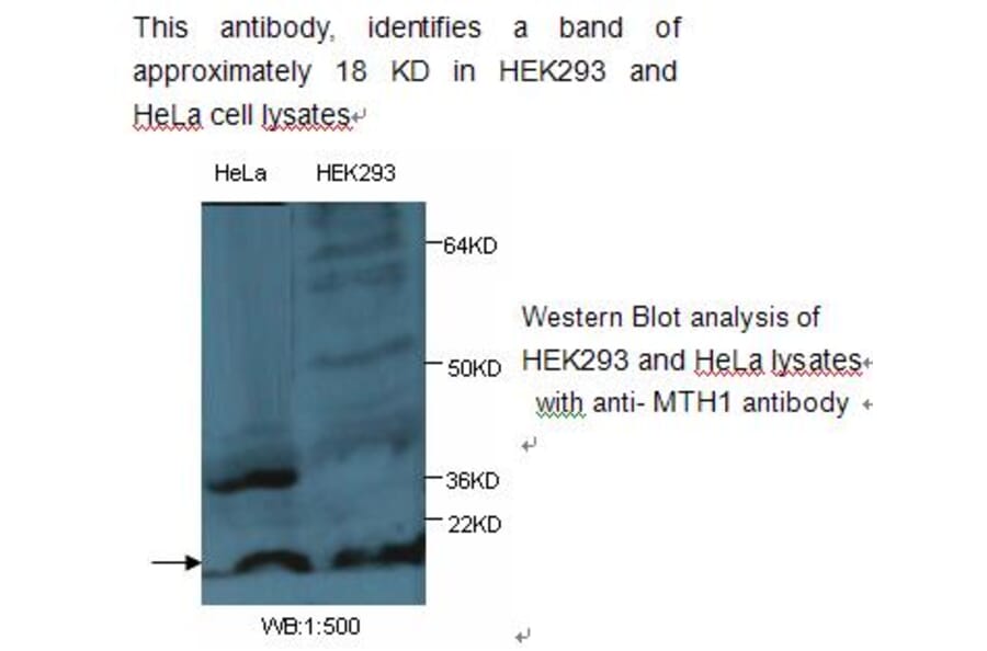 MTH1 Antibody from Signalway Antibody (39239) - Antibodies.com