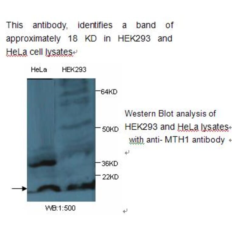 MTH1 Antibody from Signalway Antibody (39239) - Antibodies.com