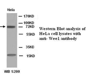 WEE1 Antibody from Signalway Antibody (39280) - Antibodies.com