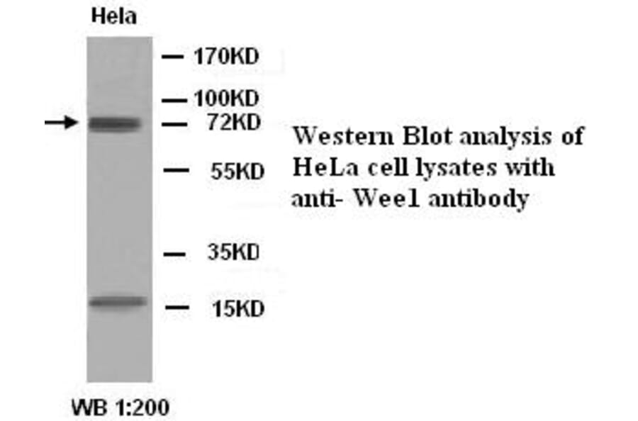 WEE1 Antibody from Signalway Antibody (39280) - Antibodies.com