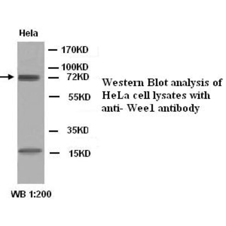 WEE1 Antibody from Signalway Antibody (39280) - Antibodies.com