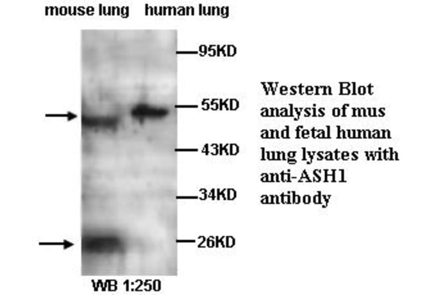 ASH1 Antibody from Signalway Antibody (39282) - Antibodies.com