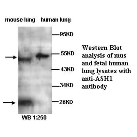 ASH1 Antibody from Signalway Antibody (39282) - Antibodies.com