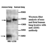 ASH1 Antibody from Signalway Antibody (39282) - Antibodies.com