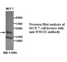 WWOX Antibody from Signalway Antibody (39302) - Antibodies.com