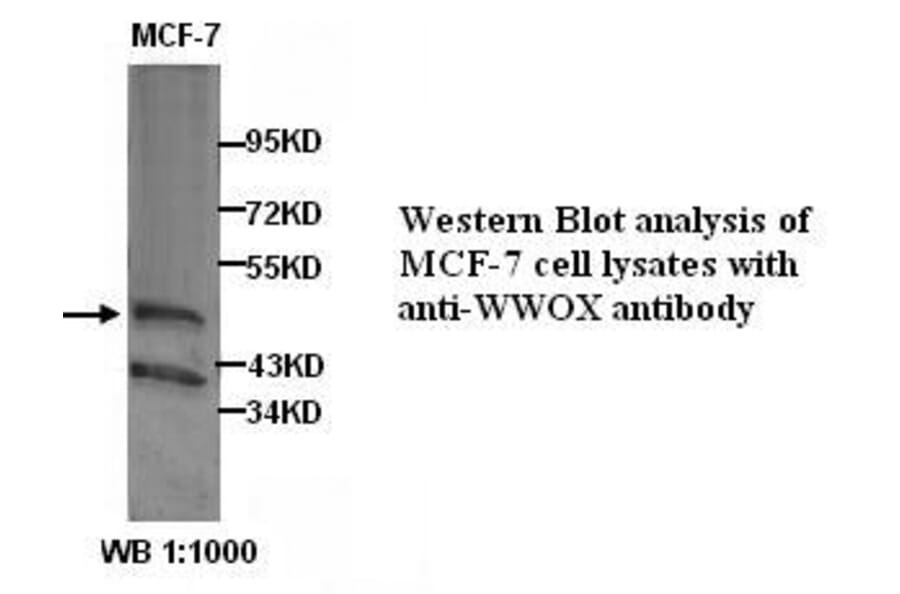 WWOX Antibody from Signalway Antibody (39302) - Antibodies.com