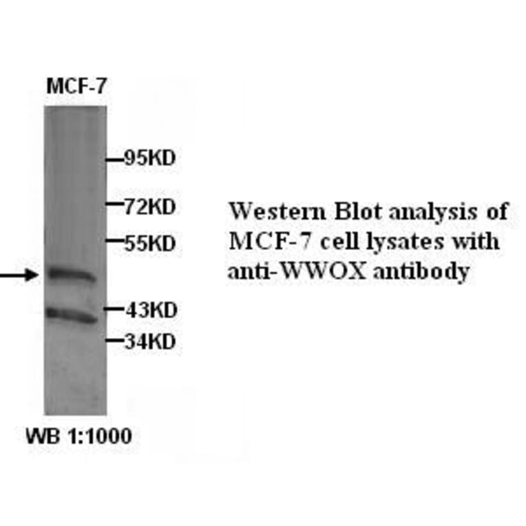 WWOX Antibody from Signalway Antibody (39302) - Antibodies.com