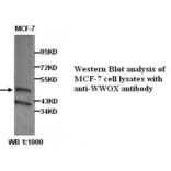 WWOX Antibody from Signalway Antibody (39302) - Antibodies.com