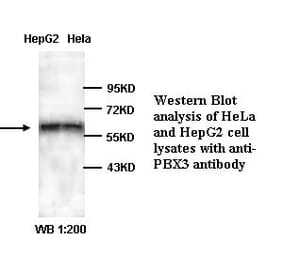 PBX3 Antibody from Signalway Antibody (39322) - Antibodies.com