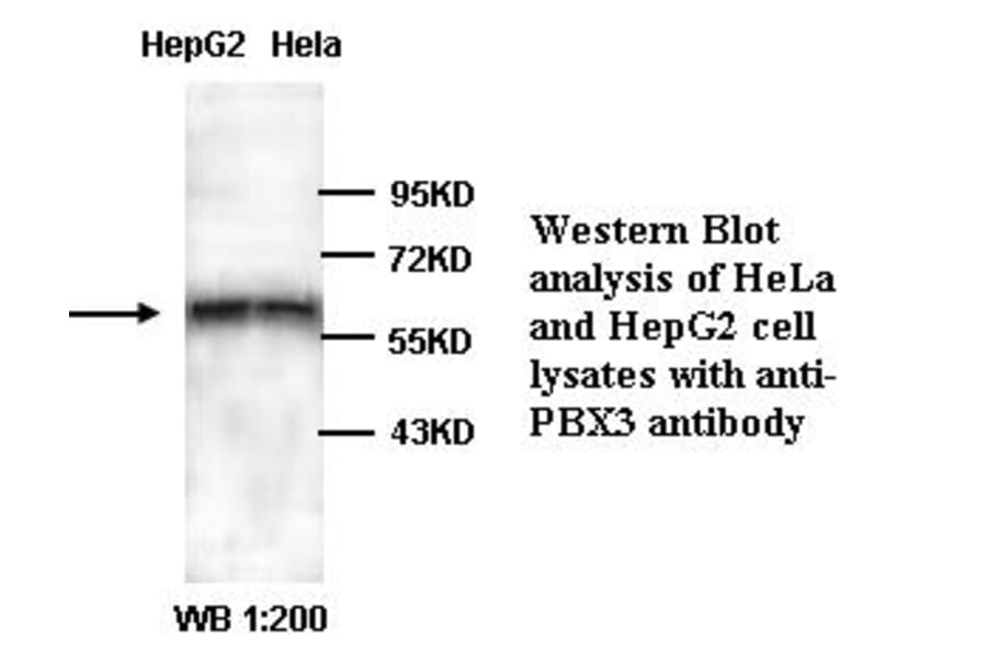 PBX3 Antibody from Signalway Antibody (39322) - Antibodies.com