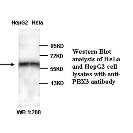 PBX3 Antibody from Signalway Antibody (39322) - Antibodies.com