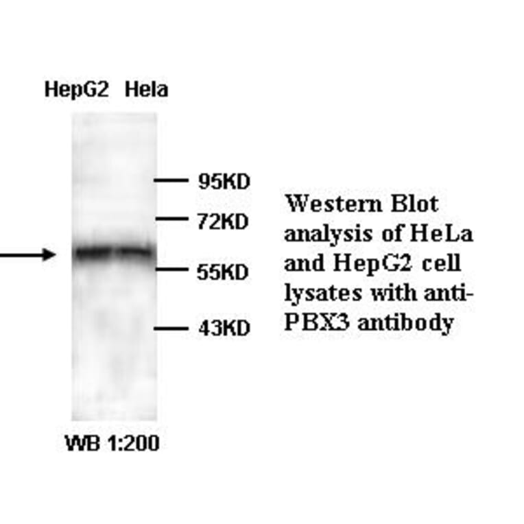 PBX3 Antibody from Signalway Antibody (39322) - Antibodies.com