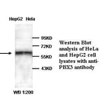 PBX3 Antibody from Signalway Antibody (39322) - Antibodies.com