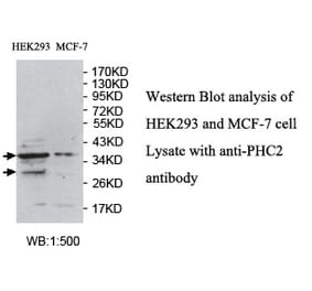 PHC2 Antibody from Signalway Antibody (39723) - Antibodies.com