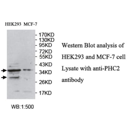 PHC2 Antibody from Signalway Antibody (39723) - Antibodies.com