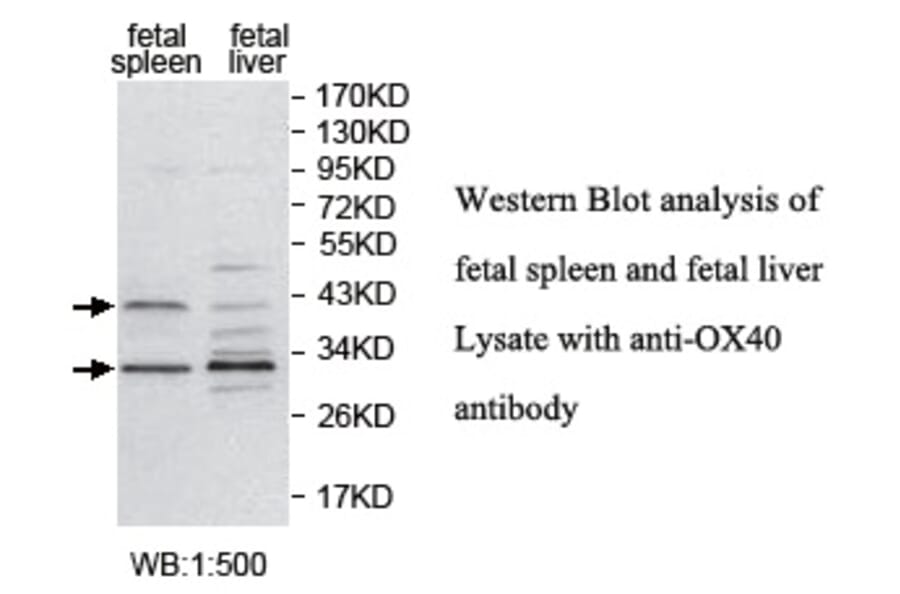 OX40 Antibody from Signalway Antibody (39734) - Antibodies.com