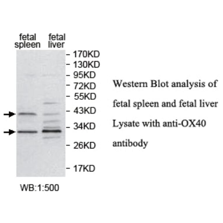OX40 Antibody from Signalway Antibody (39734) - Antibodies.com