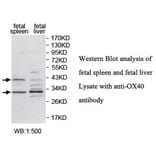 OX40 Antibody from Signalway Antibody (39734) - Antibodies.com