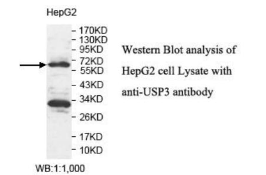USP3 Antibody from Signalway Antibody (39925) - Antibodies.com