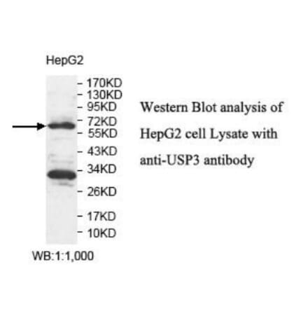 USP3 Antibody from Signalway Antibody (39925) - Antibodies.com