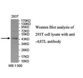 ASTL Antibody from Signalway Antibody (39946) - Antibodies.com
