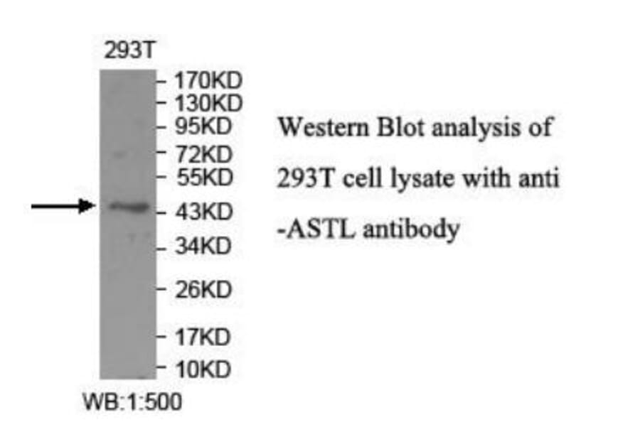 ASTL Antibody from Signalway Antibody (39946) - Antibodies.com