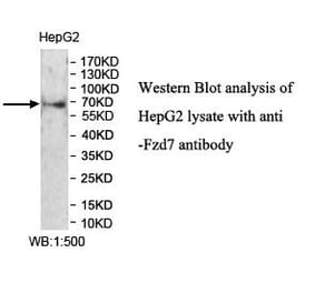 FZD7 Antibody from Signalway Antibody (39954) - Antibodies.com