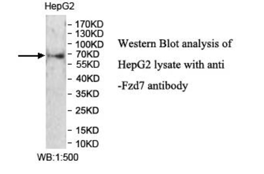 FZD7 Antibody from Signalway Antibody (39954) - Antibodies.com