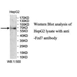 FZD7 Antibody from Signalway Antibody (39954) - Antibodies.com