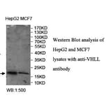 VHLL Antibody from Signalway Antibody (39963) - Antibodies.com