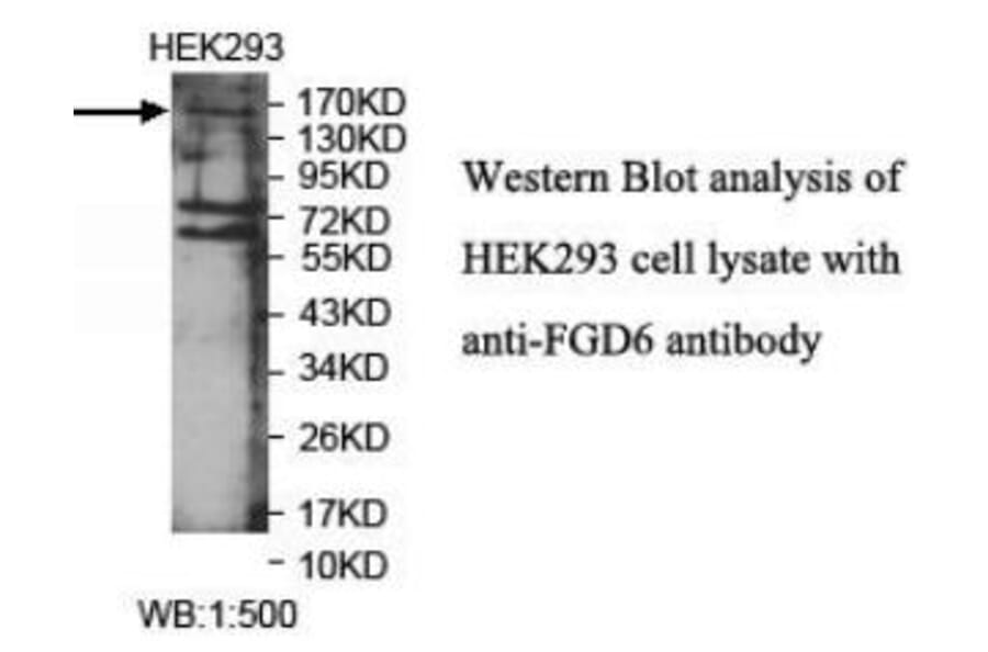 FGD6 Antibody from Signalway Antibody (40041) - Antibodies.com