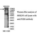 FGD6 Antibody from Signalway Antibody (40041) - Antibodies.com