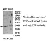 FCN1 Antibody from Signalway Antibody (40043) - Antibodies.com