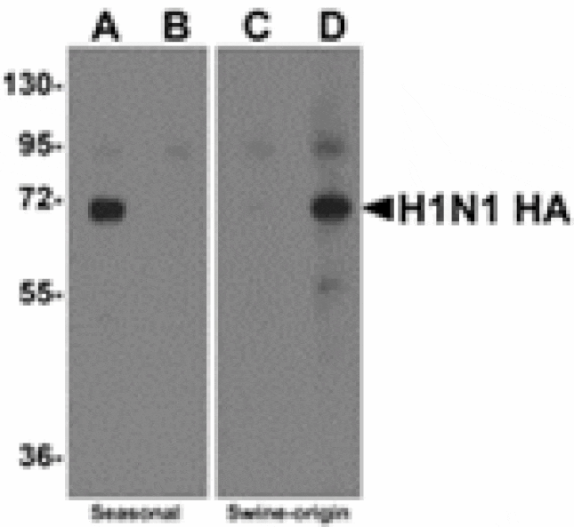 Western blot - Swine H1N1 Hemagglutinin Antibody from Signalway Antibody (24918) - Antibodies.com