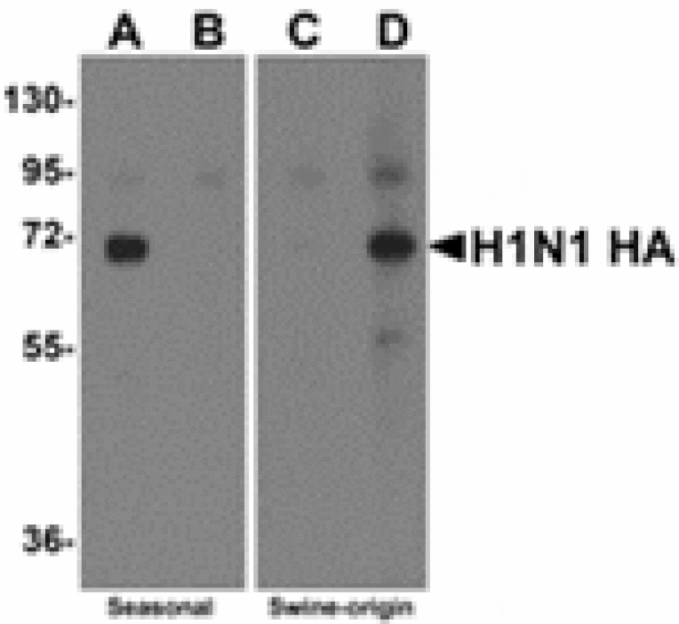 Western blot - Swine H1N1 Hemagglutinin Antibody from Signalway Antibody (24918) - Antibodies.com