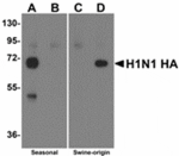 Western blot - Swine H1N1 Hemagglutinin Antibody from Signalway Antibody (24920) - Antibodies.com