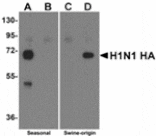 Western blot - Swine H1N1 Hemagglutinin Antibody from Signalway Antibody (24920) - Antibodies.com
