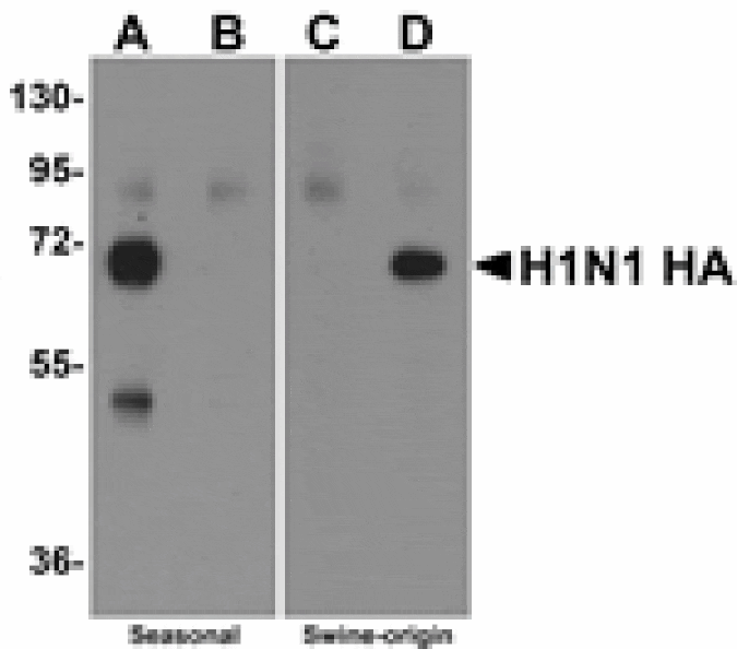 ELISA - Swine H1N1 Hemagglutinin Antibody from Signalway Antibody (24920) - Antibodies.com