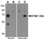 ELISA - Swine H1N1 Hemagglutinin Antibody from Signalway Antibody (24920) - Antibodies.com