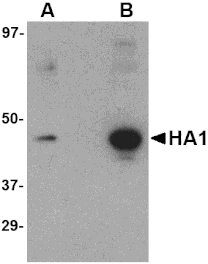 Western blot - Hemagglutinin Monoclonal Antibody from Signalway Antibody (26007) - Antibodies.com