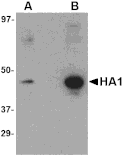 Western blot - Hemagglutinin Monoclonal Antibody from Signalway Antibody (26007) - Antibodies.com