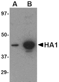 Western blot - Hemagglutinin Monoclonal Antibody from Signalway Antibody (26008) - Antibodies.com