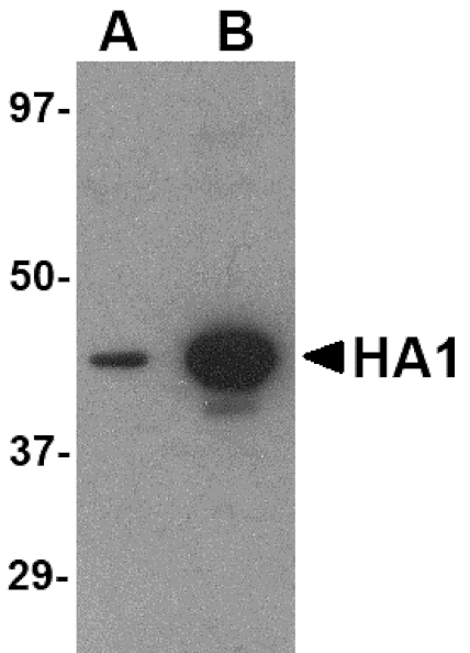Western blot - Hemagglutinin Monoclonal Antibody from Signalway Antibody (26008) - Antibodies.com