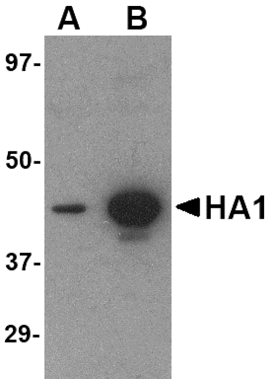 Western blot - Hemagglutinin Monoclonal Antibody from Signalway Antibody (26008) - Antibodies.com