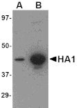 Western blot - Hemagglutinin Monoclonal Antibody from Signalway Antibody (26008) - Antibodies.com
