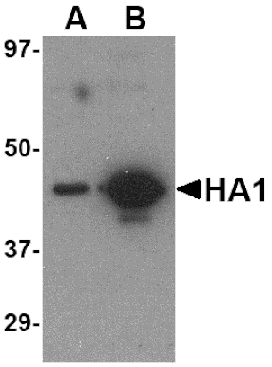 Western blot - Hemagglutinin Monoclonal Antibody from Signalway Antibody (26009) - Antibodies.com