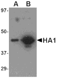 Western blot - Hemagglutinin Monoclonal Antibody from Signalway Antibody (26009) - Antibodies.com