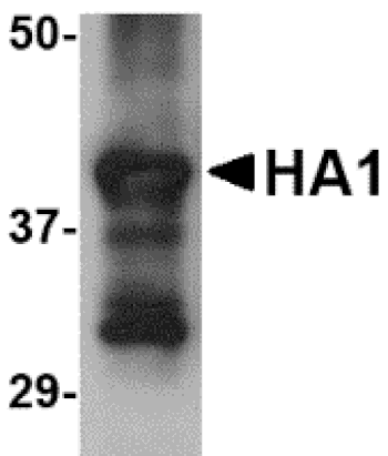 Western blot - Hemagglutinin Monoclonal Antibody from Signalway Antibody (26018) - Antibodies.com